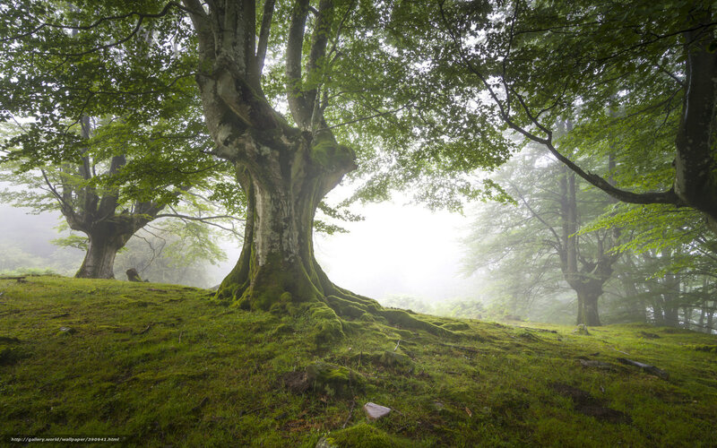 Ancient Beech Tree — Green