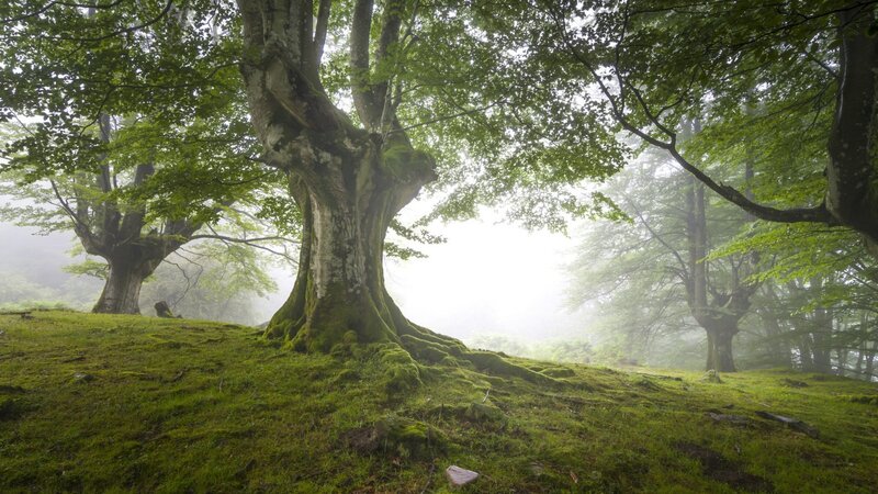 Ancient Beech Tree