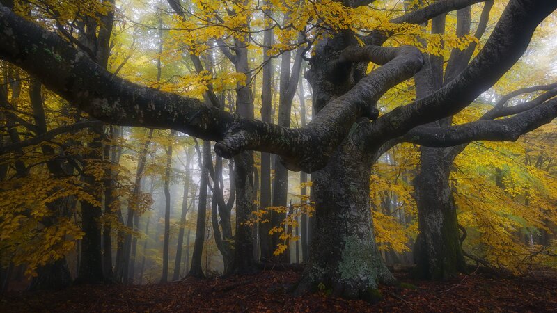 Ancient Beech Tree — Yellow