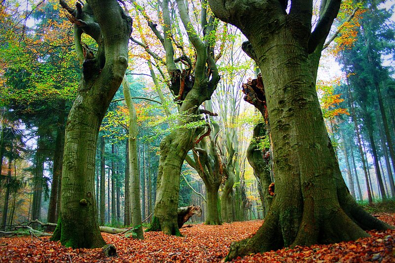 Ancient Beech Trees — Green