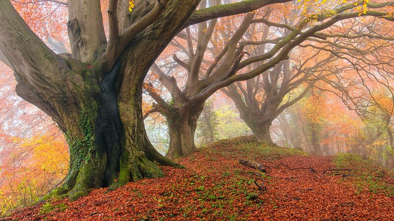 Ancient Beech Trees — Orange