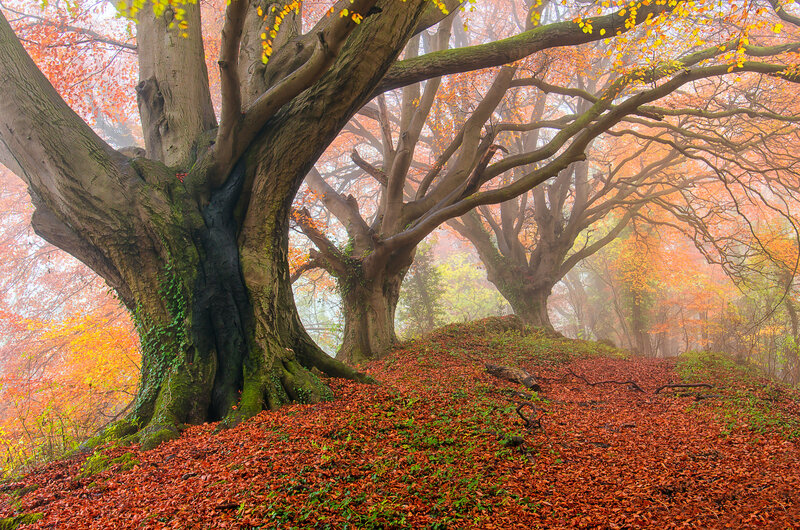 Ancient Beech Trees
