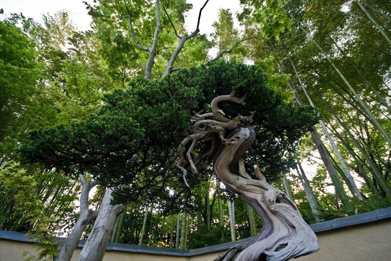 ancient bonsai tree in garden