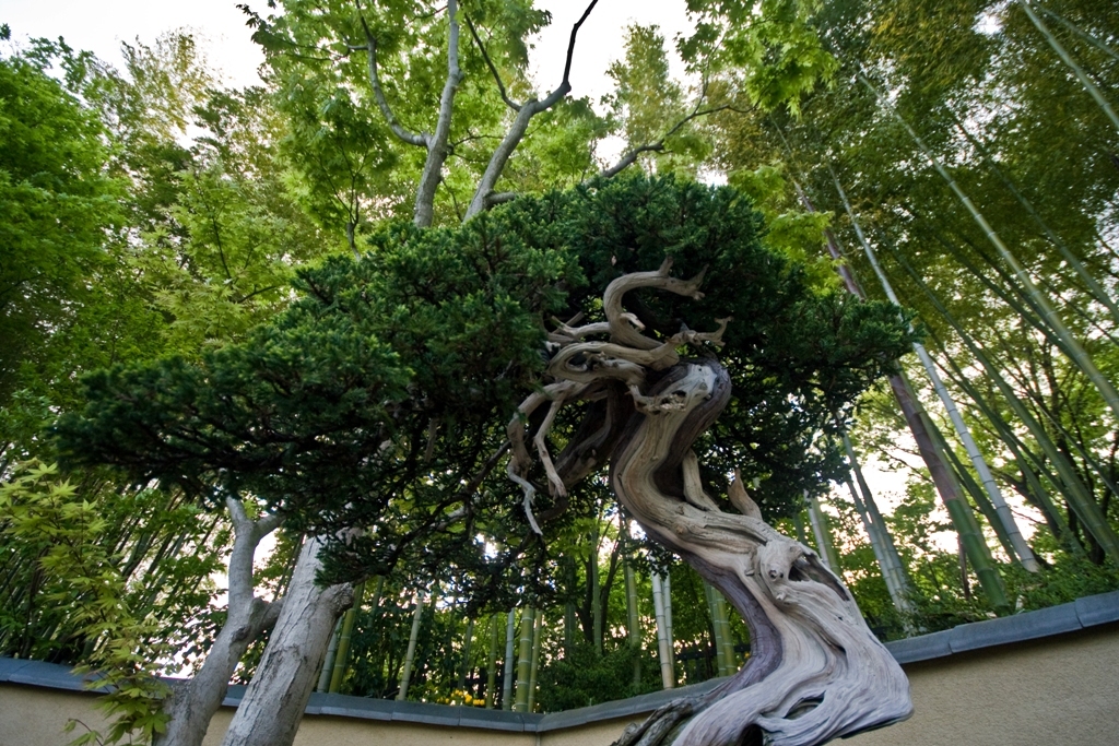 ancient bonsai tree in garden