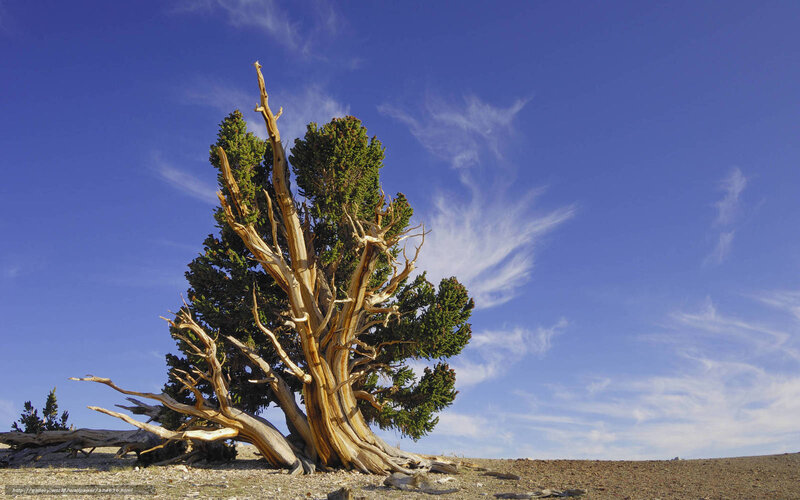 Ancient Bristlecone Pine — Blue, Serene