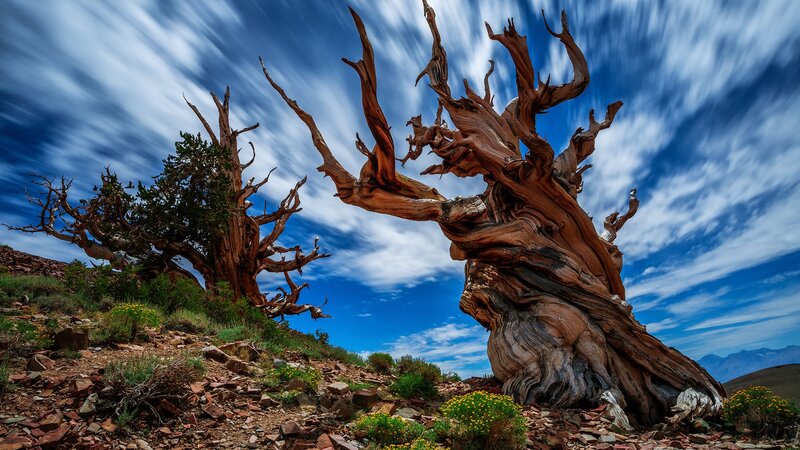 Ancient Bristlecone Pine — Blue