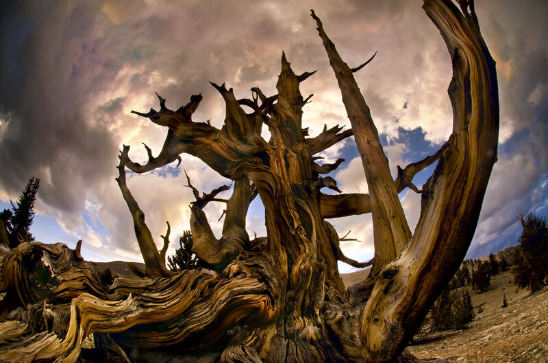 Ancient Bristlecone Pine — Brown, Dramatic, Sunset