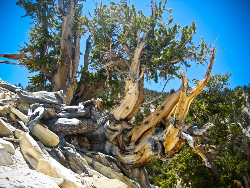 Ancient Bristlecone Pine — Green