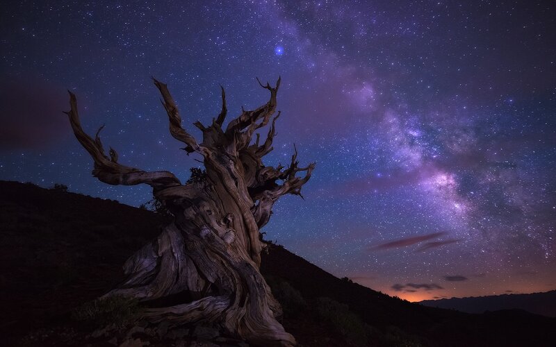 Ancient Bristlecone Pine — Purple