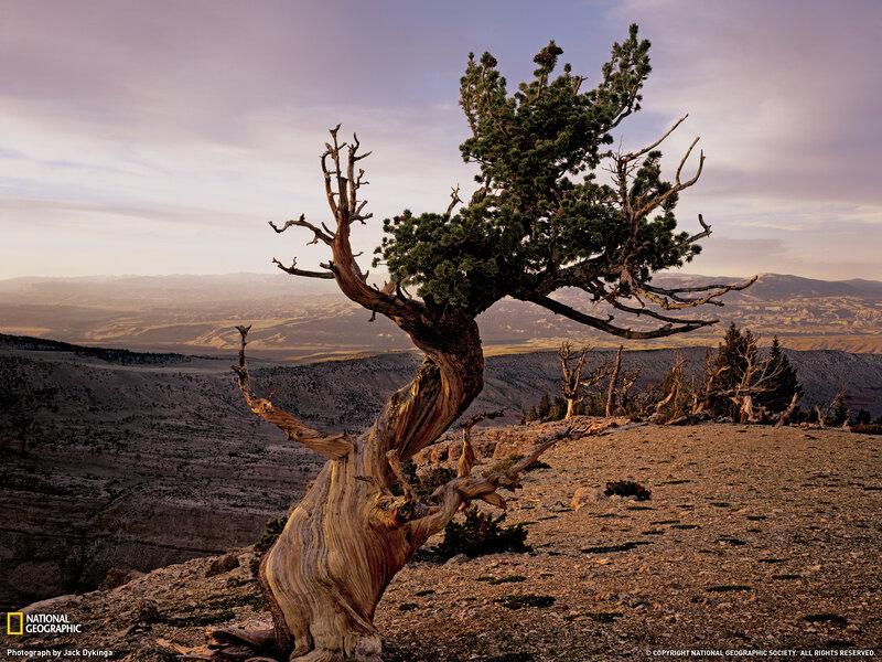Ancient Bristlecone Pine