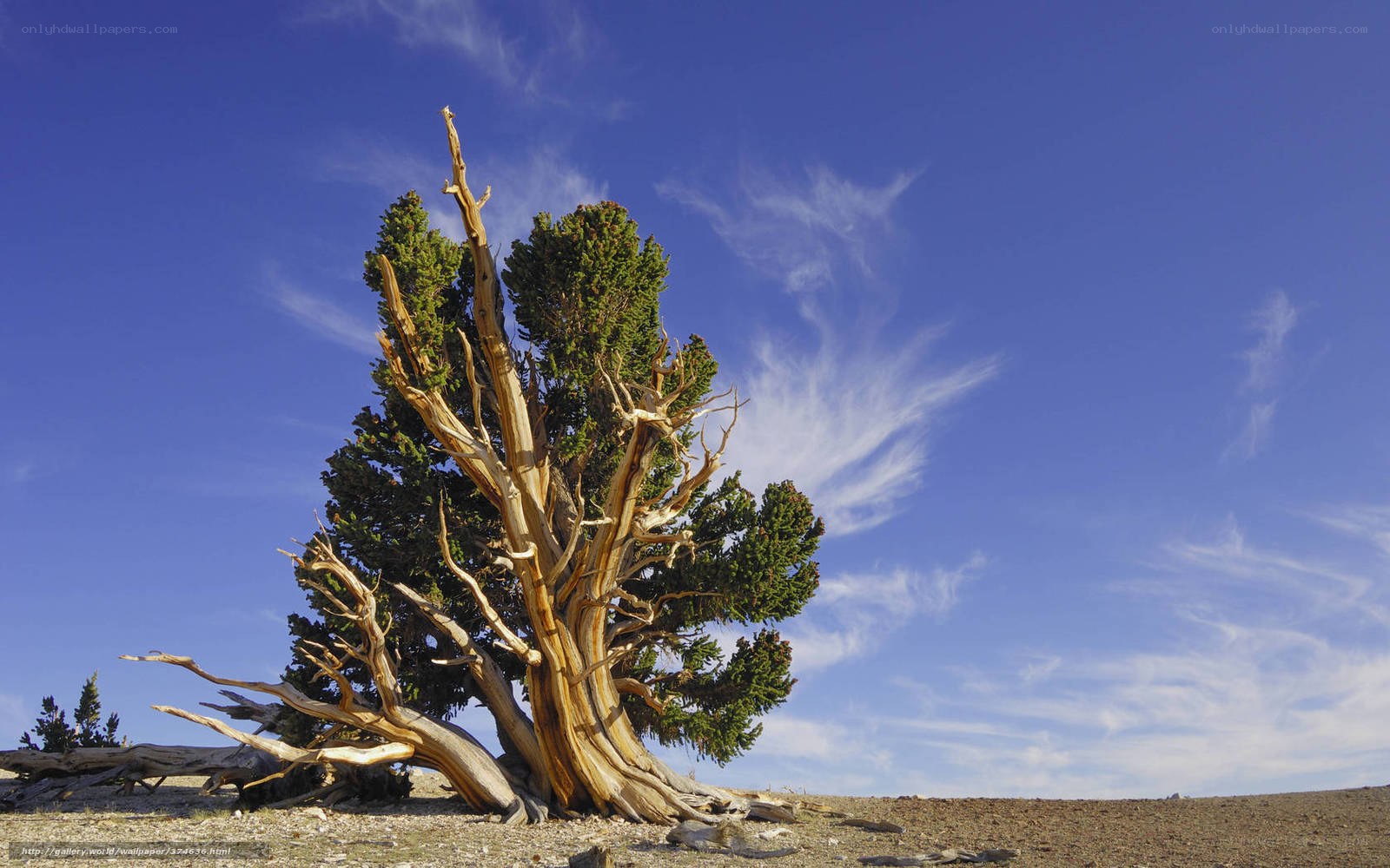 Ancient bristlecone pine tree