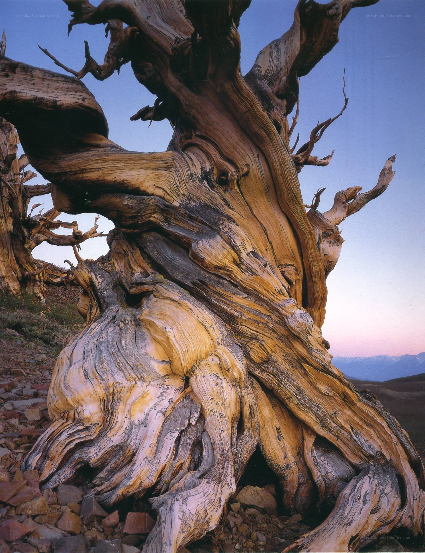 Ancient bristlecone pine tree
