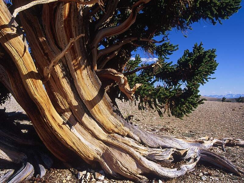 Ancient bristlecone pine tree