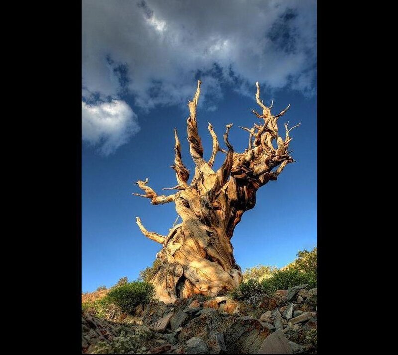 Ancient bristlecone pine tree