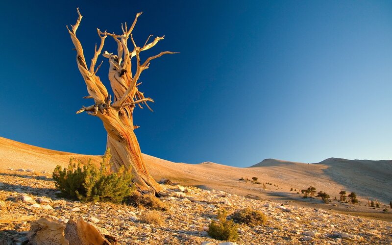 Ancient bristlecone pine tree