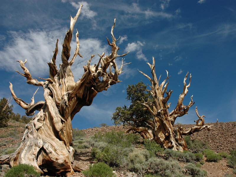 Ancient Bristlecone Pine Trees