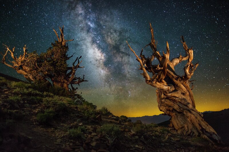 Ancient Bristlecone Pines — Black