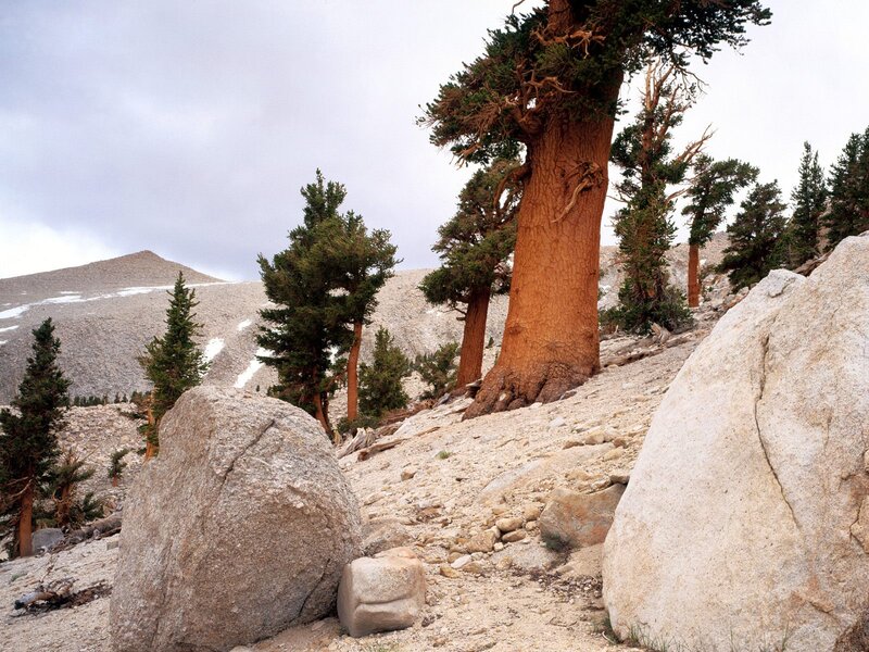 Ancient bristlecone pines on a rocky slope