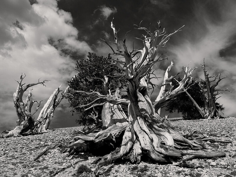Ancient bristlecone pines