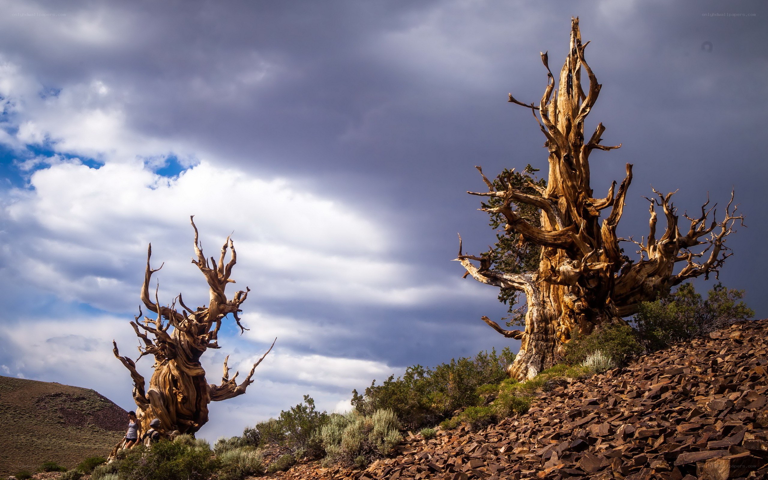 Ancient bristlecone pines under stormy sky