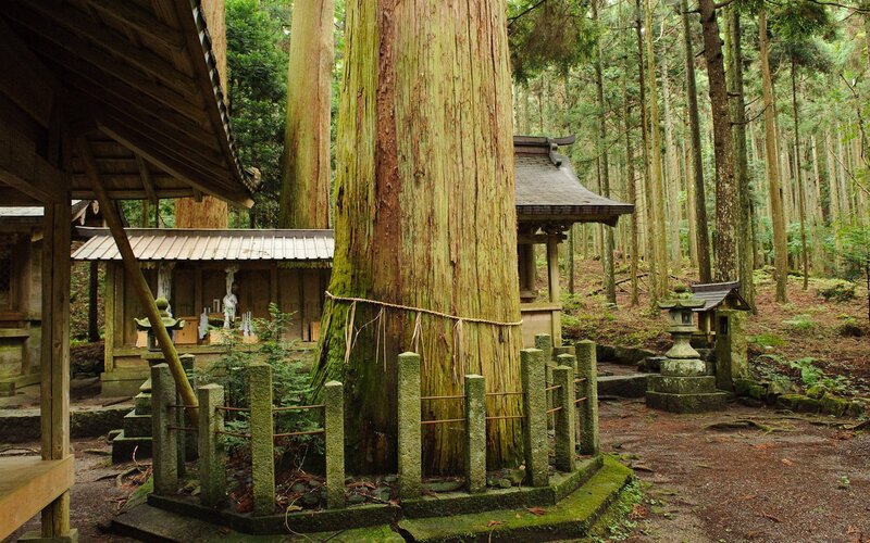 Ancient Cedar Tree Shrine