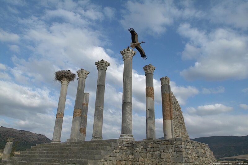 Ancient columns with stork