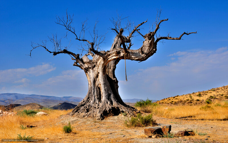Ancient Dead Tree — Blue, Arid