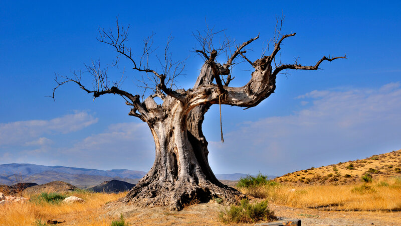 Ancient Dead Tree — Blue, Dramatic