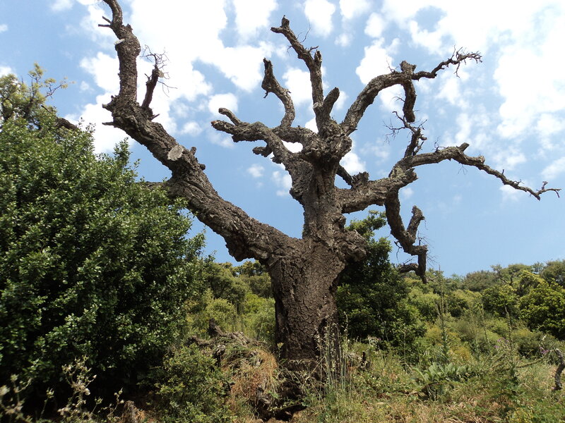 Ancient Dead Tree — Blue