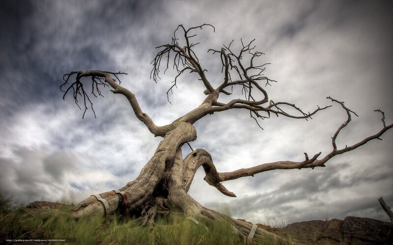 ancient dead tree