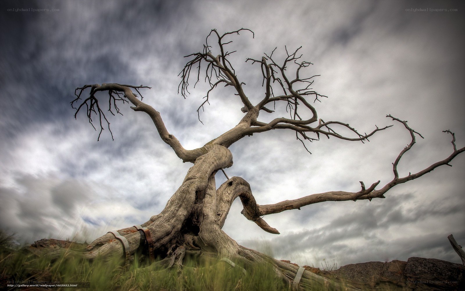 ancient dead tree