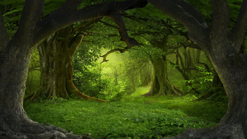 Ancient Forest Clearing