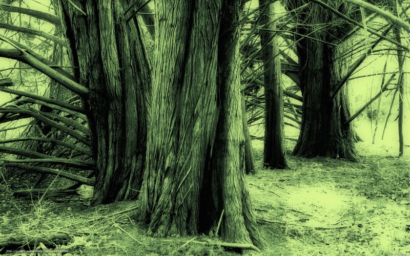 Ancient forest trees