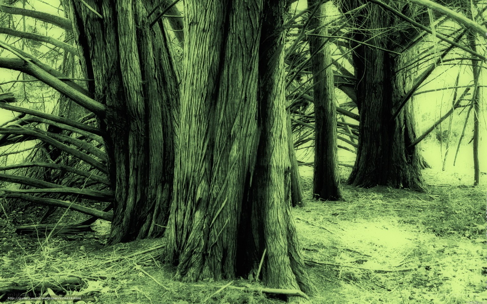 Ancient forest trees