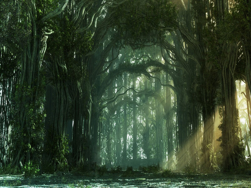 Ancient Forest with Arching Trees