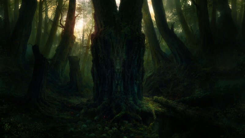 Ancient Forest with Large Trees