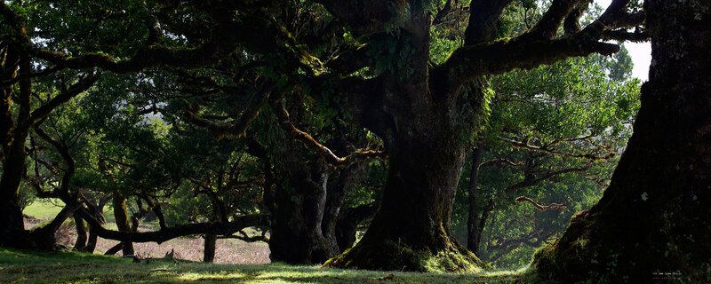 Ancient forest with moss-covered trees
