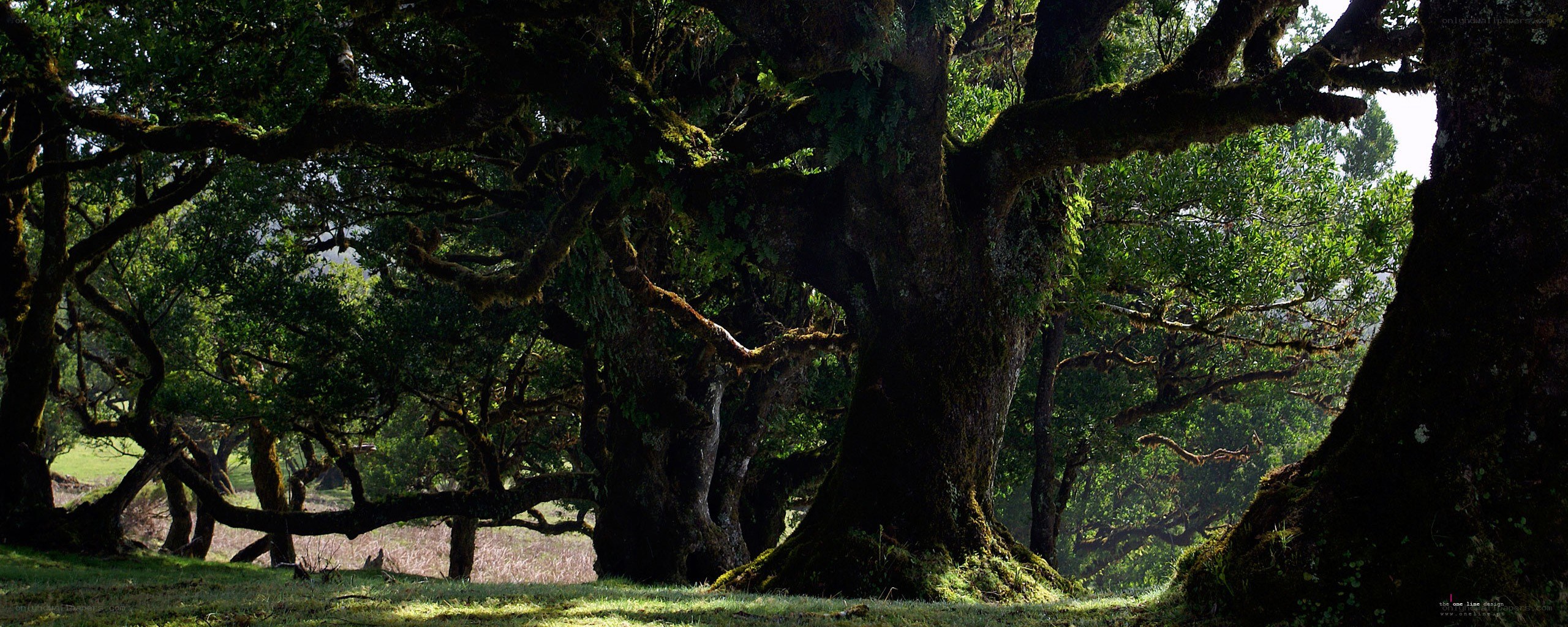 Ancient forest with moss-covered trees
