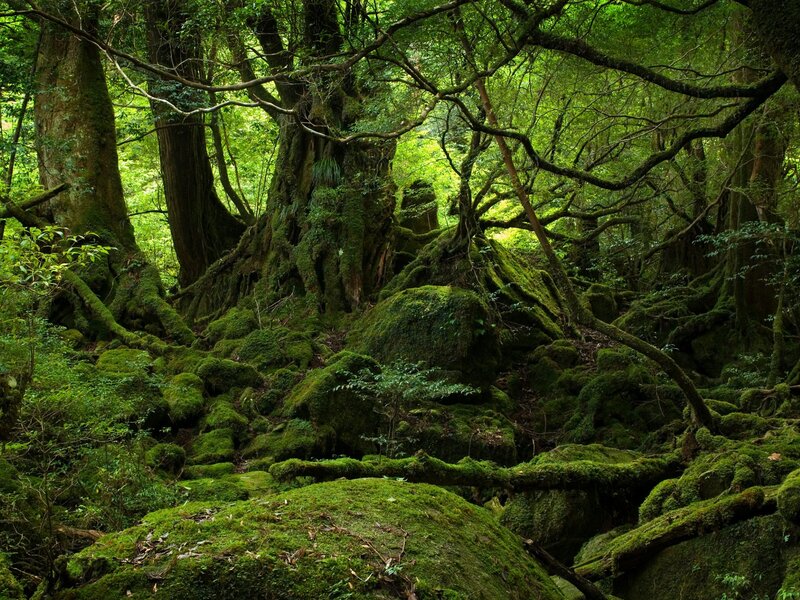 Ancient forest with moss-covered trees