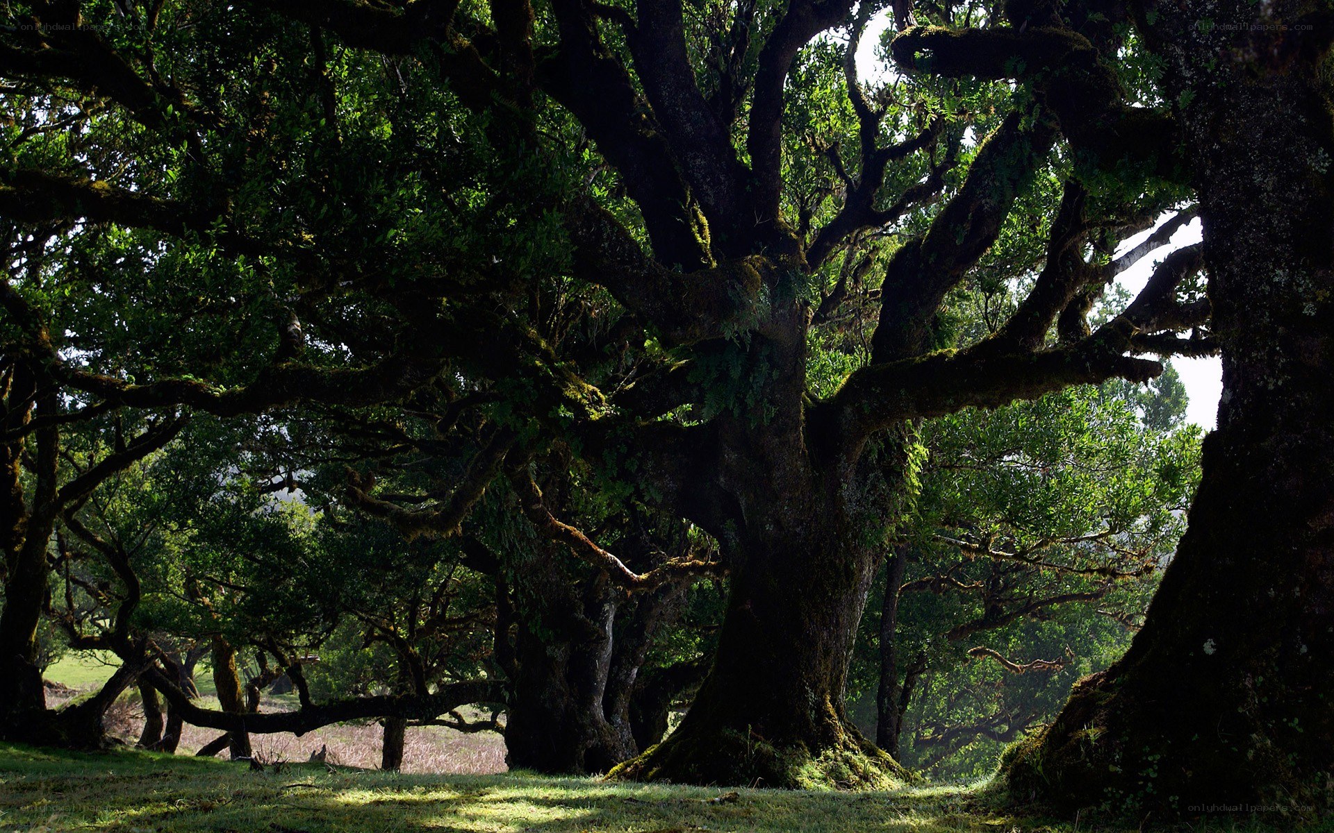 ancient forest with moss-covered trees