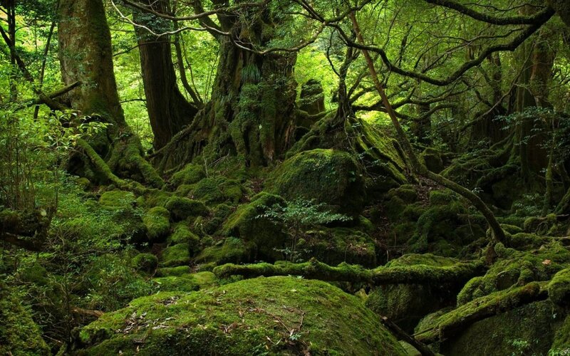 ancient forest with moss-covered trees