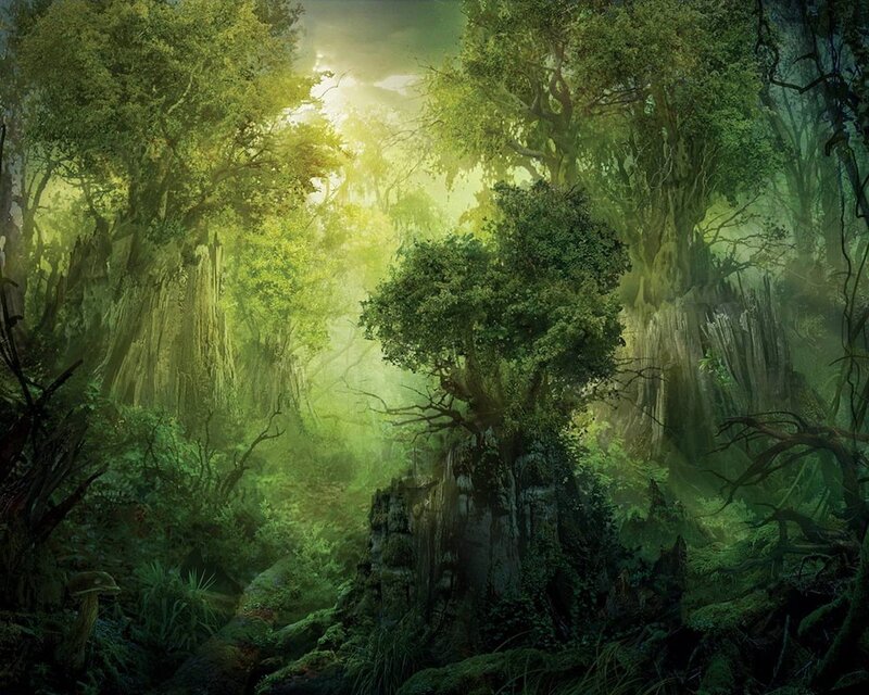 Ancient Forest with Sunlight — Green, Serene