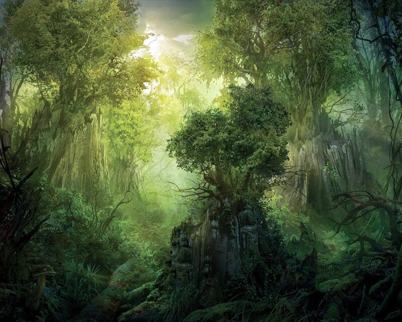 Ancient Forest with Sunlight