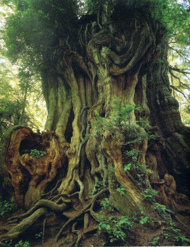 Ancient gnarled tree in forest