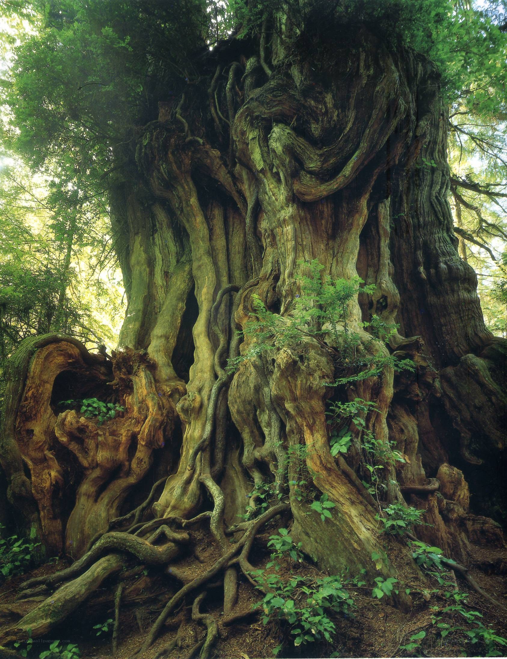 Ancient gnarled tree in forest