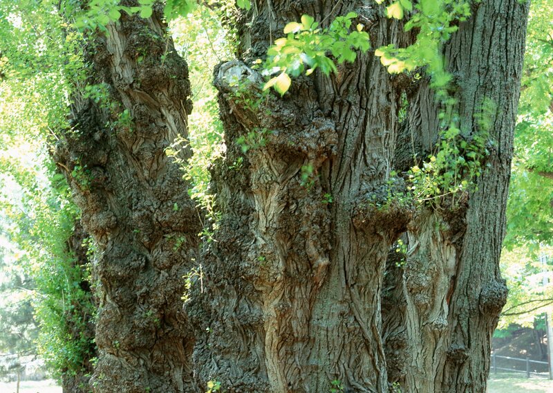 ancient gnarled tree trunk