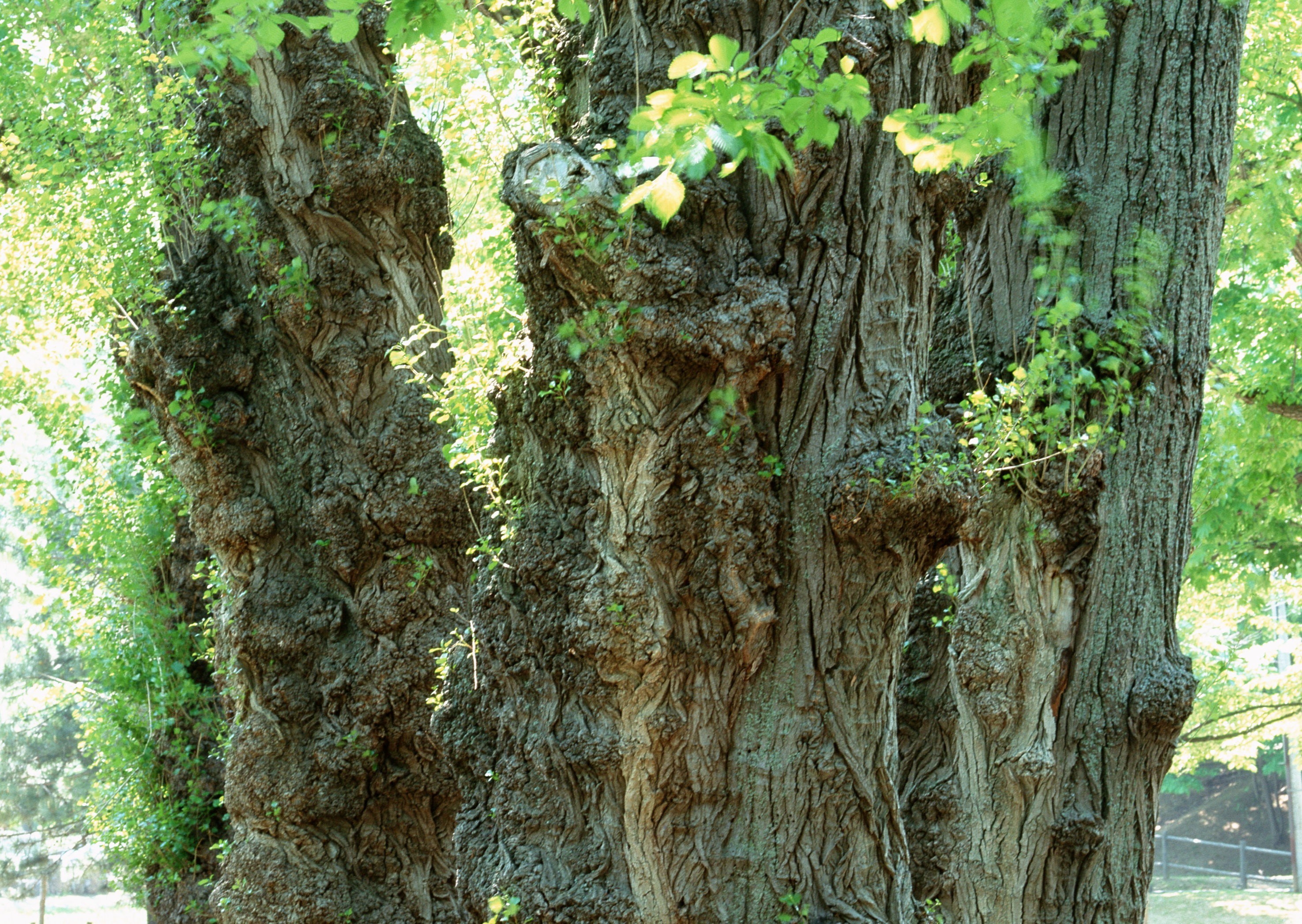ancient gnarled tree trunk