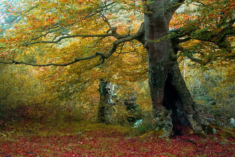 Ancient Hollow Tree