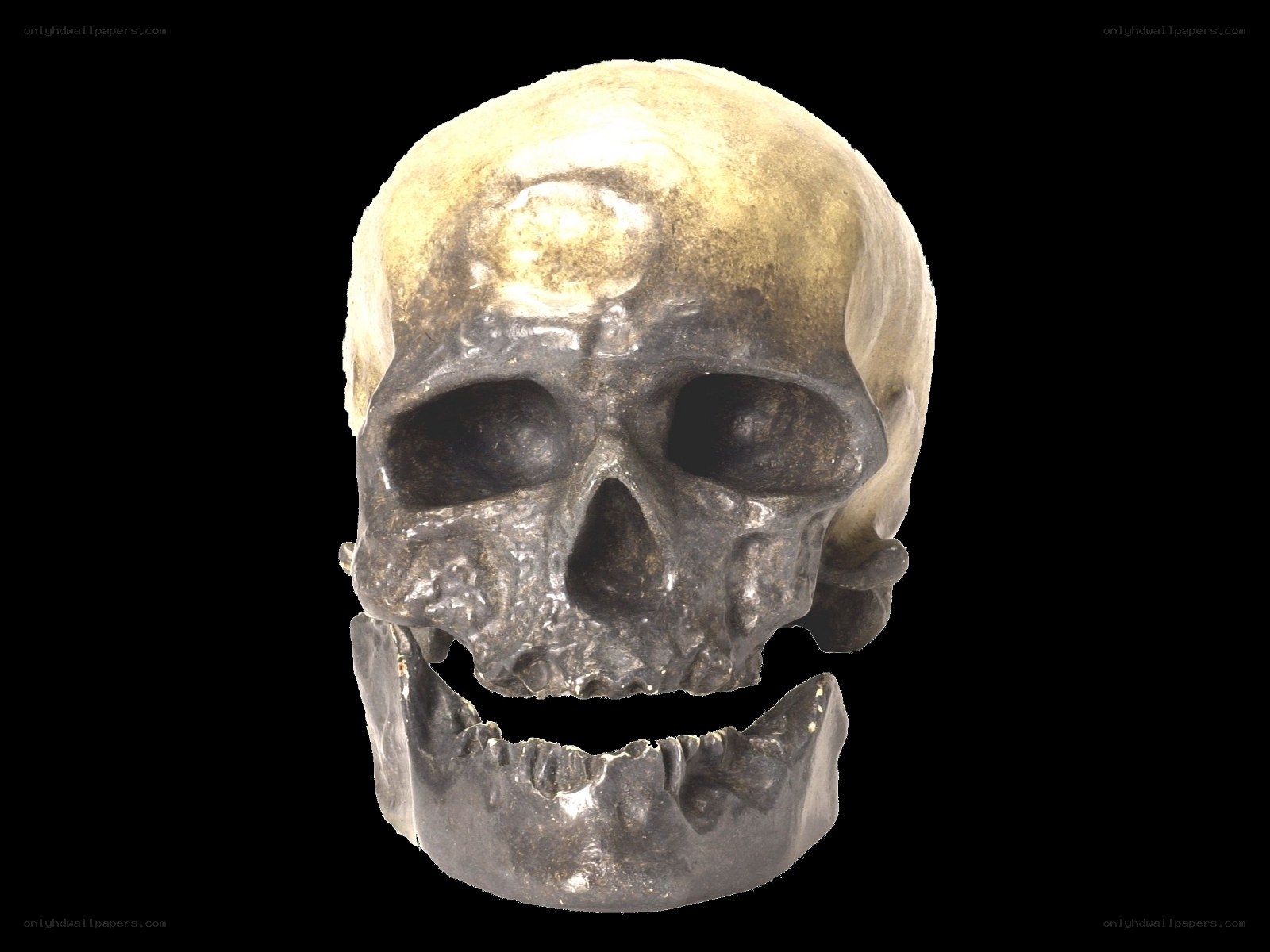 ancient human skull