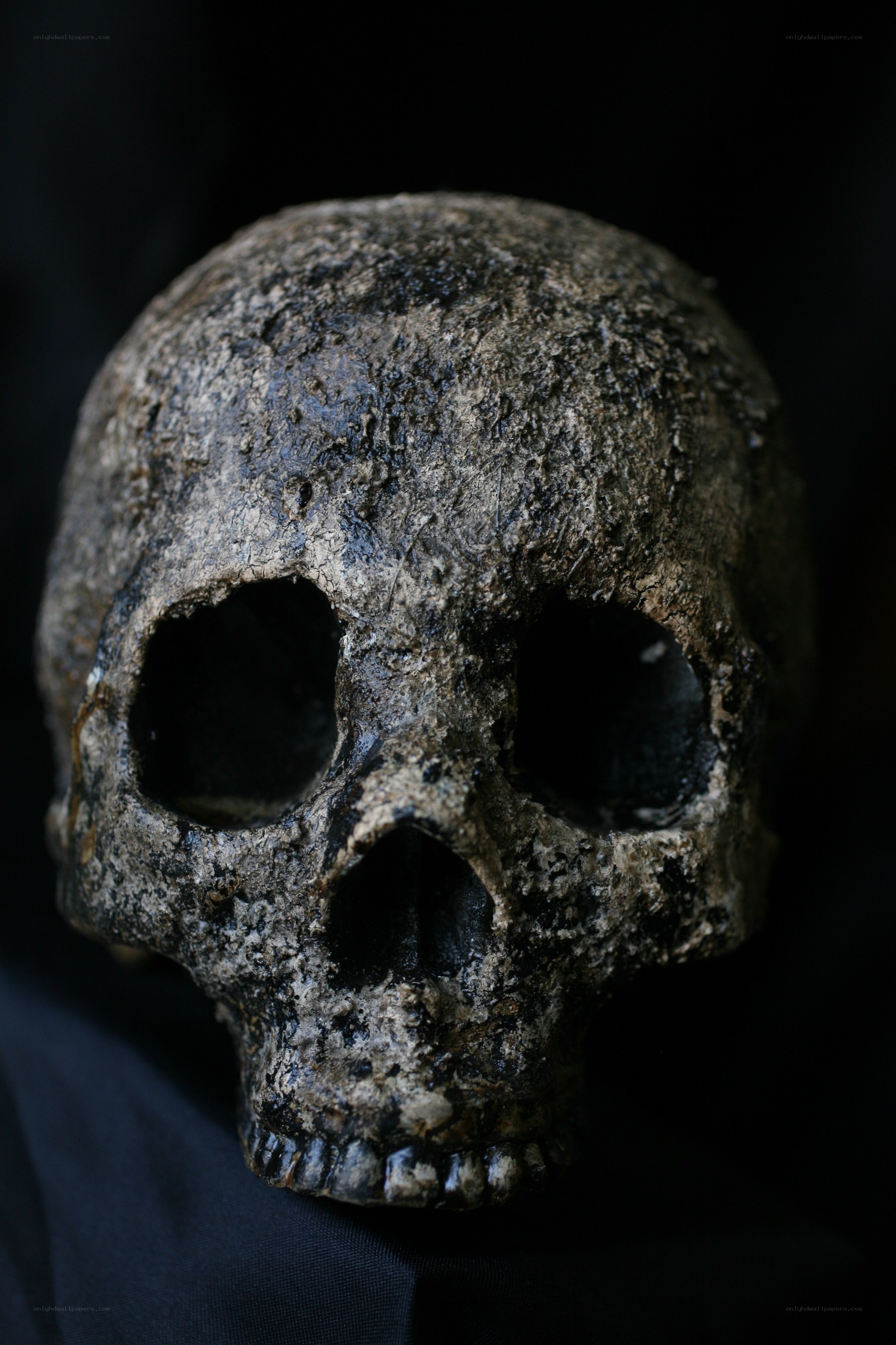 ancient human skull